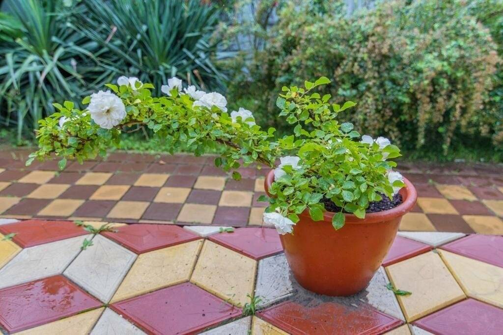 Фото Гостевого дома Green House Пляхо 24