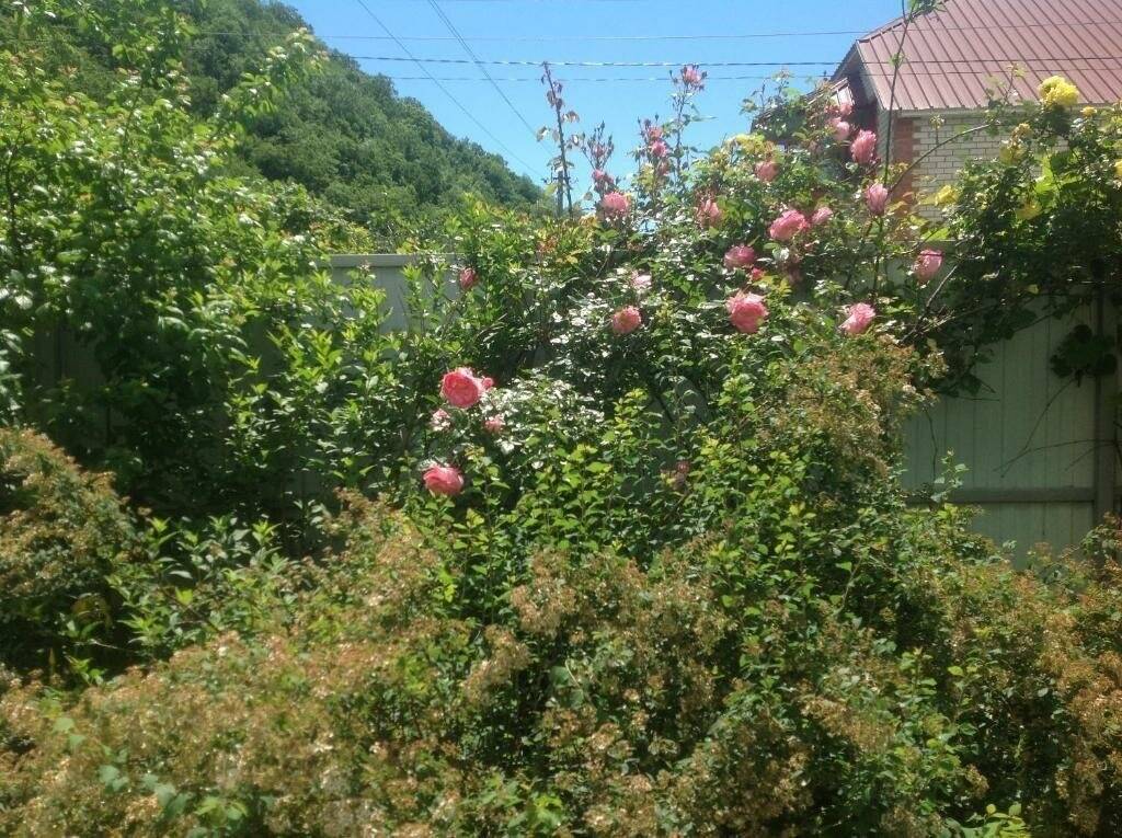 Фото Гостевого дома Green House Пляхо 36