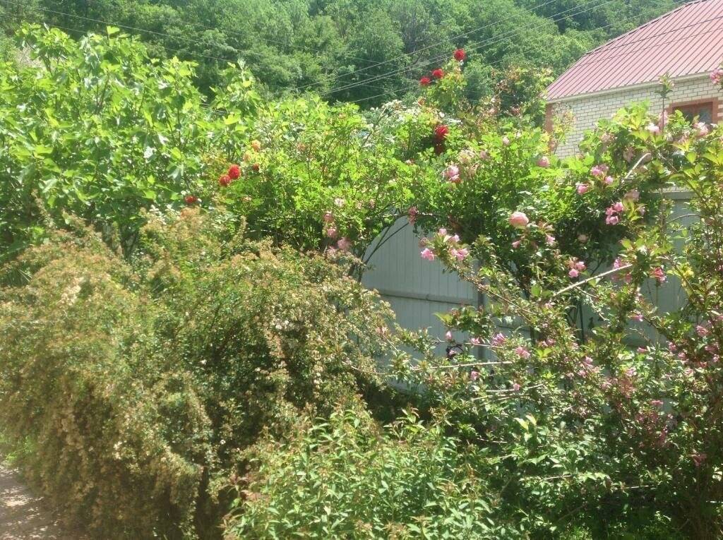 Фото Гостевого дома Green House Пляхо 93